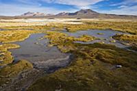 Altiplano wetland, Lauca National Park, Chile