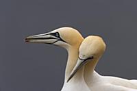 Northern Gannet (Morus bassanus) pair courting, He
