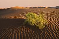 Sunrise over the sand dunes, Namib Desert, Sossusv
