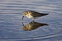 Wilson's Phalarope (Phalaropus tricolor) foraging,