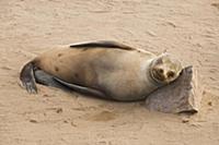 Cape Fur Seal (Arctocephalus pusillus) sleeping, C