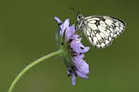 Marbled White (Melanargia galathea) butterfly, Vla