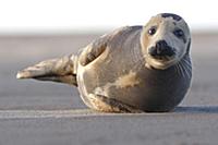 Grey Seal (Halichoerus grypus), Lincolnshire, Engl