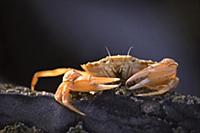 Edible Crab (Cancer pagurus), Belgium