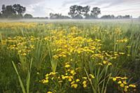 Marsh Ragwort (Senecio aquaticus) blooming in mars