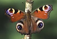 Peacock Butterfly (Inachis io) showing false eyesp
