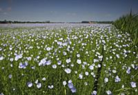 Common Flax (Linum usitatissimum) field blooming, 