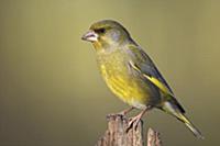 European Greenfinch (Carduelis chloris), Vlaandere
