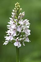Common Spotted Orchid (Dactylorhiza fuchsii), Vlaa