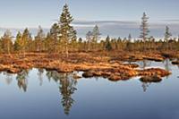 Scotch Pine (Pinus sylvestris) surrounding bog, La