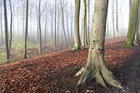European Beech (Fagus sylvatica) forest in mist, B