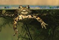 European Toad (Bufo bufo) at pond surface, Vlaande