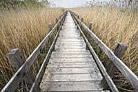 Boardwalk through marsh, Scandinavia, Sweden