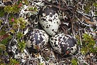 Golden Plover (Pluvialis apricaria) nest with thre