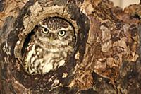 Little Owl (Athene noctua) at nest hole in a tree,