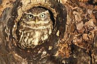 Little Owl (Athene noctua) at nest hole in a tree,