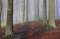 European Beech (Fagus sylvatica) forest in mist wi