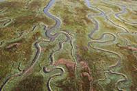 Aerial of saltmarshes in estuary, Land van Saeftin