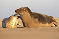 Grey Seal (Halichoerus grypus) mother and young pl