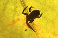 Common Frog (Rana temporaria) between tadpole and 