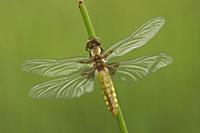 Broad-bodied Chaser (Libellula depressa) dragonfly