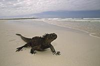 Marine Iguana (Amblyrhynchus cristatus) on beach, 
