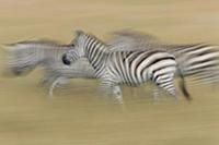 Burchell's Zebra (Equus burchellii) trio running, 