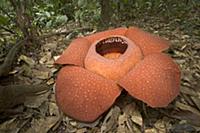 Rafflesia (Rafflesia arnoldii) flower, is the larg