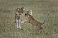 African Lion (Panthera leo) juveniles play fightin