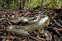 Green Anaconda (Eunectes murinus) in rainforest le