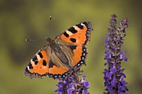 Small Tortoiseshell (Aglais urticae) butterfly on 