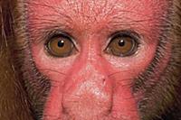 Red Uakari (Cacajao calvus) female, Amazon Ecosyst