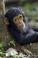 Chimpanzee (Pan troglodytes) baby leaning against 