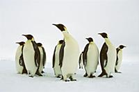 Emperor Penguin (Aptenodytes forsteri) group, Wedd