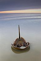 Horseshoe Crab (Limulus polyphemus) lies on its ba