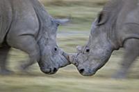 White Rhinoceros (Ceratotherium simum) males fight