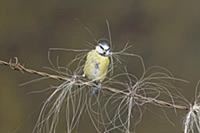 Blue Tit (Parus caeruleus) adult, collecting horse