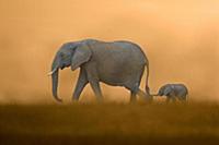 African Elephant (Loxodonta africana) mother with 