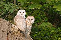 Barn Owl (Tyto alba) adult pair, perched at nest e