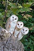 Barn Owl (Tyto alba) three chicks, perched at entr