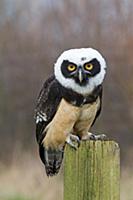 Spectacled Owl (Pulsatrix perspicillata) immature,
