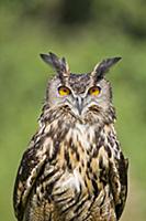 Eurasian Eagle-owl (Bubo bubo) adult, close-up of 