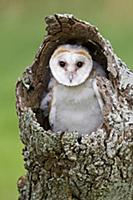 Barn Owl (Tyto alba) chick, perched in hollow trun
