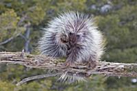North American Porcupine (Erethizon dorsatum) adul