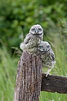 Little Owl (Athene noctua) two fledgling chicks, s