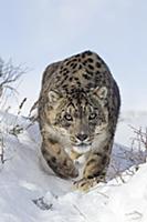 Snow Leopard (Panthera uncia) adult, walking in sn