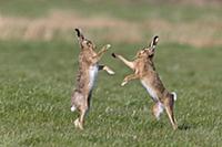 European Hare (Lepus europaeus) adult pair, 'boxin