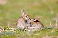 European Rabbit (Oryctolagus cuniculus) two babies