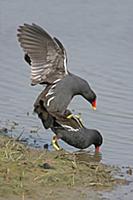 Common Moorhen (Gallinula chloropus) adult pair, m
