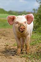 Domestic Pig, free-range piglet, standing, England